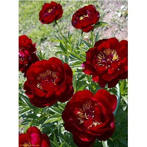 Пион Paeonia Червоний Оксамит